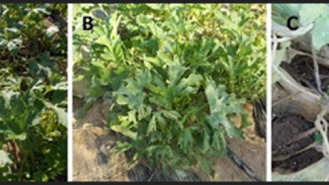 FreshPlaza: Fusarium solani threats the zucchini production in Greece